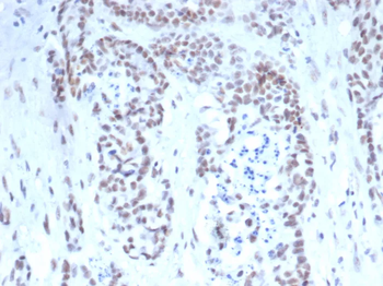 TARDBP Antibody