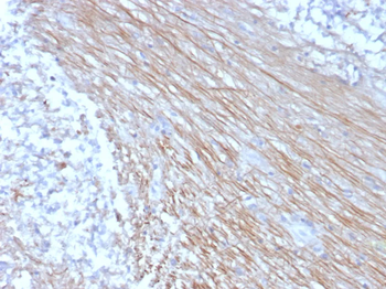 CLEC4C Antibody
