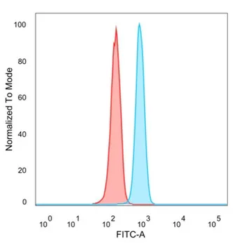 ZNF488 Antibody