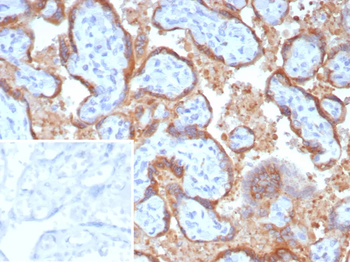 EBI3 Antibody