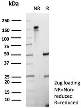EBI3 Antibody