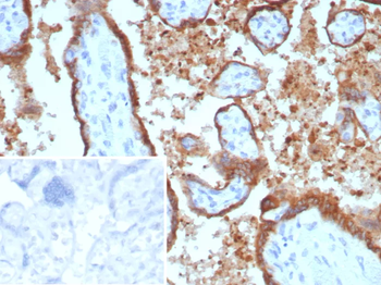 EBI3 Antibody