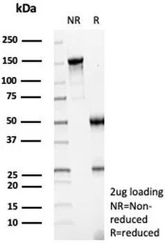 IMP3 Antibody