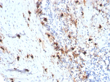 TPSAB1 Antibody
