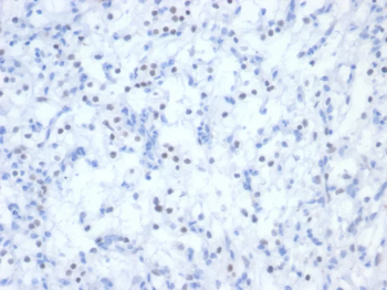 PAX2 Antibody