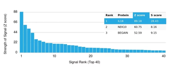 IL18 Antibody