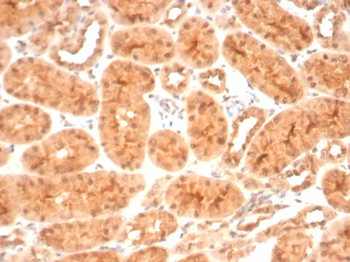 HSP90AB1 (Heat Shock Protein 90) Antibody