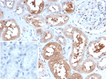 HSP90AA1 Antibody