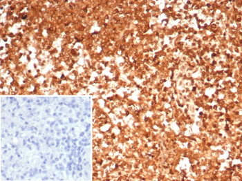 HSP90AA1 Antibody