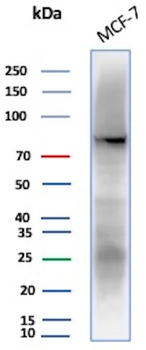 HSP90AA1 Antibody