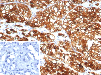 HLA-G Antibody