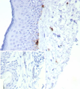 MLANA Antibody