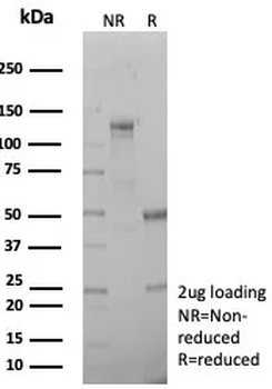COL2A1 Antibody