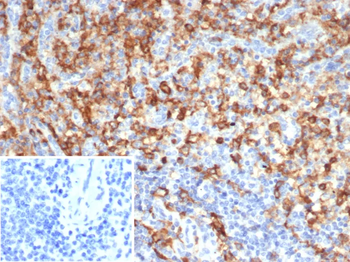 CD33 Antibody