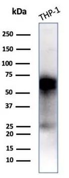 CD33 Antibody