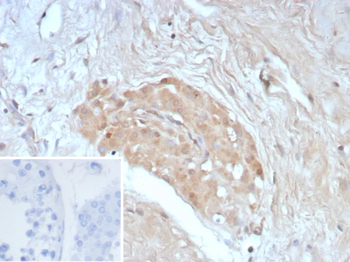 BIRC5 Antibody