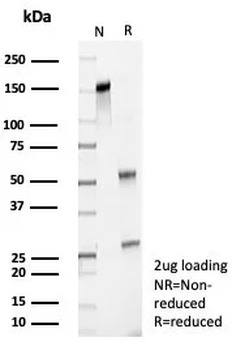 BIRC5 Antibody