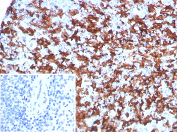 AIF1 Antibody