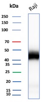 CD48 Antibody