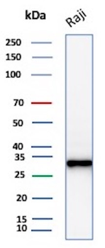 Recombinant CD20 / MS4A1 (B-Cell Marker) Antibody
