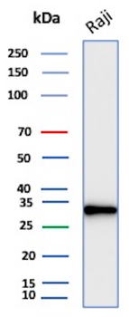 Recombinant CD20 / MS4A1 (B-Cell Marker) Antibody
