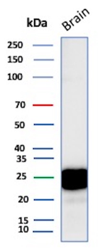 CD9 Antibody