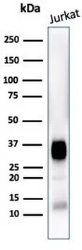 CD7 Antibody