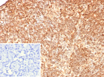 S100G Antibody