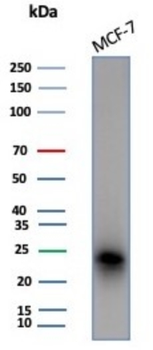 CD99 Antibody