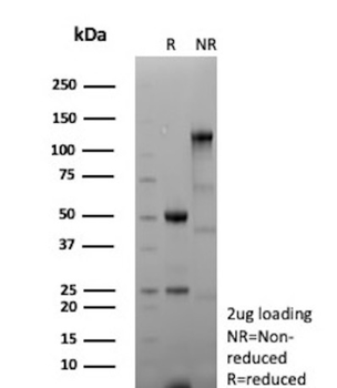 ANXA1 Antibody
