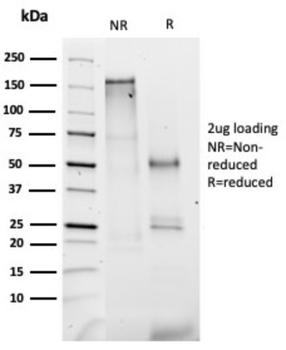 F7 Antibody