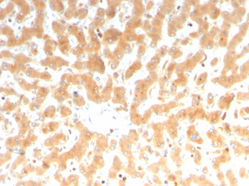 F7 Antibody