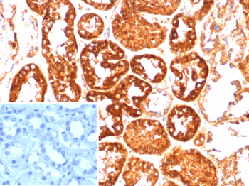 F7 Antibody