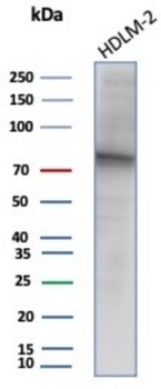 EZH2 Antibody