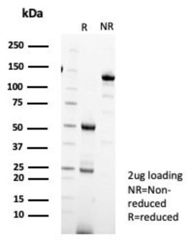 IL18R1 Antibody