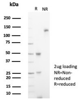 IL18R1 Antibody