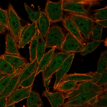 ZXDC Antibody