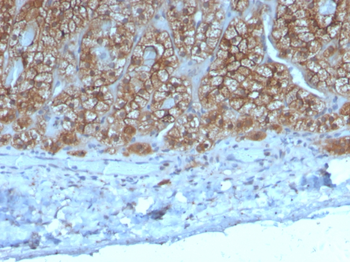 CCL23 Antibody