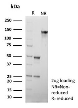 CCL23 Antibody