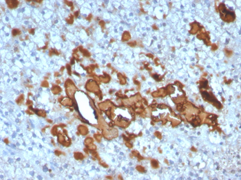 CCL23 Antibody