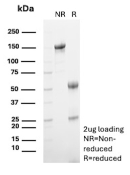 CCL23 Antibody