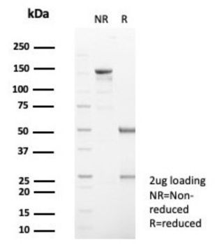 SERPINB5 Antibody