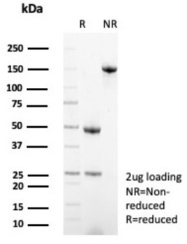 MX1 Antibody