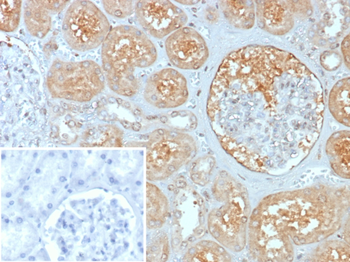 MX1 Antibody