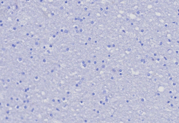 SELPLG Antibody