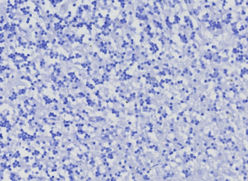 MME Antibody