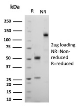 MME Antibody