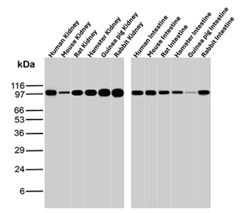 MME Antibody