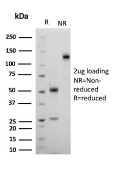 FOXP3 Antibody