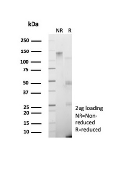 GAD2 Antibody